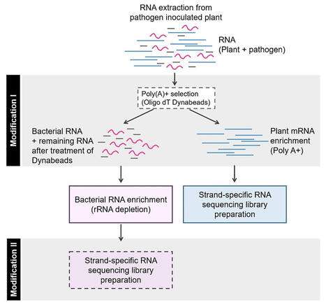 An improved bacterial mRNA enrichment strategy in dual RNA sequencing to unveil the dynamics of plant-bacterial interactions | Pmet | RMH | Scoop.it