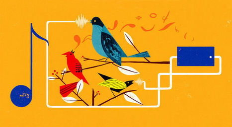 There's a Bird Genie in your smartphone! | Rainforest CLASSROOM | Scoop.it