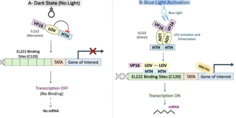 EL222-Based Optogenetic Gene Regulation in Methylotrophic Yeasts: Mechanisms, Applications, and Future Directions | RMH | Scoop.it