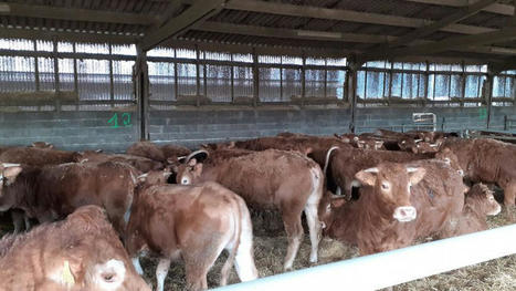 Coronavirus : les producteurs de viande bovine à l'arrêt en Charente limousine | Actualité Bétail | Scoop.it