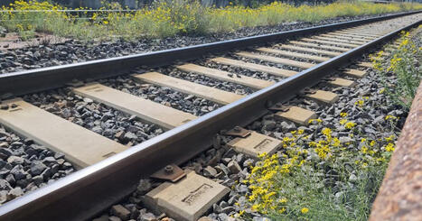 Alsace. Invasif et toxique, le séneçon du Cap a conquis rails et asphalte dans la région | Alsace Actu | Scoop.it