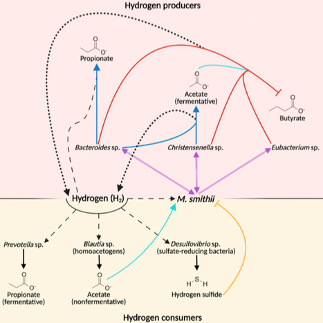 Methanogens: vital but threatened members of the human microbiome? | tin | RMH | Scoop.it