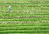 AFP: La génétique dope la sélection pour aider les riziculteurs japonais après le tsunami | MutMap | Scoop.it