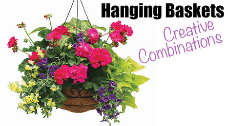 Hanging Baskets In Garden Store Terra Greenhouses