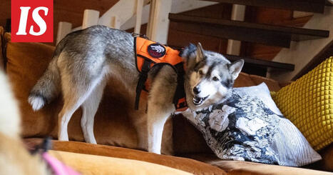 SK: Katlan tarina hyv&auml;ksik&auml;ytetyst&auml; koirasta rakastetuksi | 1Uutiset - Lukemisen t&auml;hden | Scoop.it