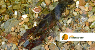 Esp&egrave;ces invasives&nbsp;: l'ensemble de leurs impacts &eacute;cologiques peut d&eacute;sormais &ecirc;tre pris en compte | Veille territoriale AURH | Scoop.it