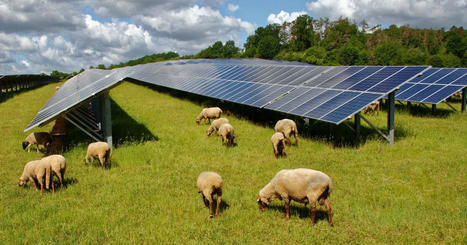 Panneaux solaires : ce que l’agrivoltaïsme rapporte vraiment aux agriculteurs – | Energies Renouvelables | Scoop.it