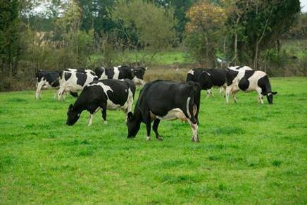 Le coût du foncier et du travail va-t-il empêcher les producteurs laitiers irlandais de rester compétitifs? | Lait de Normandie... et d'ailleurs | Scoop.it