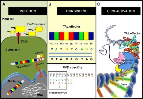 Tell Me a Tale of TALEs - Mol. Biotechnol. | TAL effector science | Scoop.it