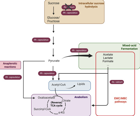 Fundamental aspects of sucrose metabolism reveal a trophic link between Rhodospirillum rubrum and Rhodobacter capsulatus | mBio | RMH | Scoop.it