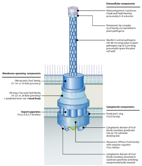 Microbiol Mol Biol Rev: Protein Export According to Schedule: Architecture, Assembly, and Regulation of Type III Secretion Systems from Plant- and Animal-Pathogenic Bacteria (2012) | Plants and Microbes | Scoop.it