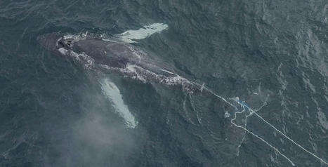 Humpback whale entangled in Donegal Bay | Soggy Science | Scoop.it