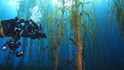 The Vanishing Underwater Jungles VIDEO Can Sea Otters Save The Day? | OUR OCEANS NEED US | Scoop.it