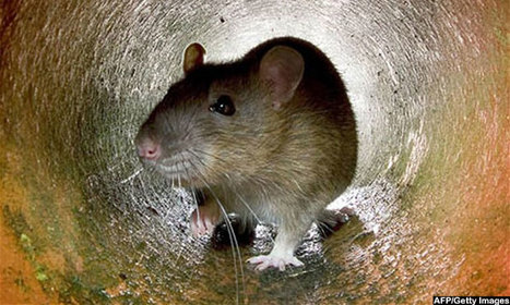 When hurt, rodents may console each other: The secret to empathetic behavior lies in the hormone oxytocin | Empathy and Animals | Scoop.it