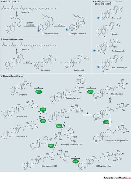 Hopanoid lipids: from membranes to plant–bacteria interactions | RMH | Scoop.it