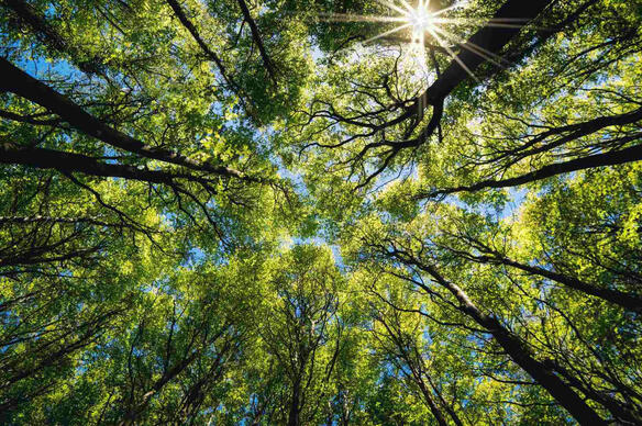 Les forêts françaises souffrent, mais peuvent rester des alliées