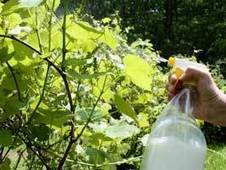 Using Milk to Prevent Powdery Mildew | Hobby, LifeStyle and much more... (multilingual: EN, FR, DE) | Scoop.it