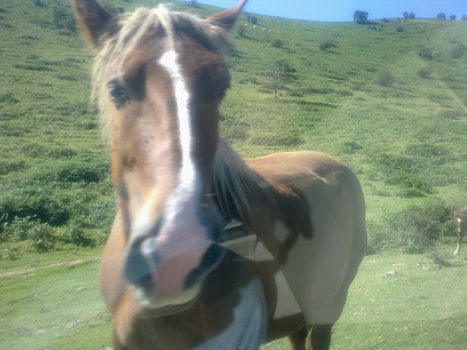 Toujours de la viande de chevaux maltraités en vente en Suisse | La Gazette des abattoirs | Scoop.it