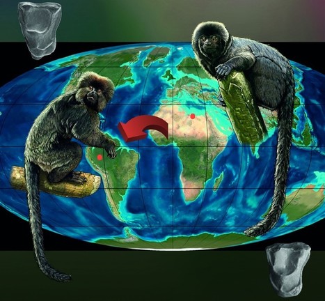 When Monkeys Surfed to South America – Phenomena: Laelaps | RAINFOREST EXPLORER | Scoop.it