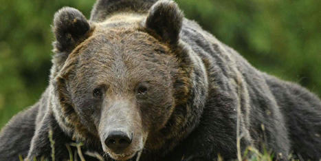 Le nombre d’ours dans les Pyrénées a augmenté en 2020 | Histoires Naturelles | Scoop.it