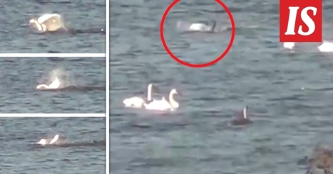 Video: Joutsen joutui mystisen saalistajan uhriksi – tutkijalta uusi ehdokas Kortejärven pedoksi - Kotimaa | 1Uutiset - Lukemisen tähden | Scoop.it