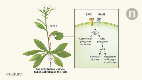 Peptide signal alerts plants to drought | RMH | Scoop.it