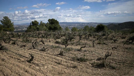 Podcast (5') - Espagne, Inde, Zimbabwe : les terribles conséquences de la sécheresse sur l'agriculture | Revue de presse du Centre de doc | Scoop.it