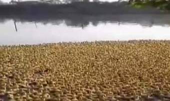 Conmovedor: Miles de patitos son liberados en la naturaleza | Curiosidades e información del mundo | Scoop.it