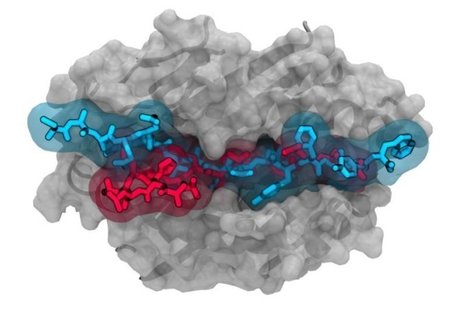 Newly discovered hybrid immune cell linked to Type 1 diabetes | Daily realities of diabetic patients | Scoop.it