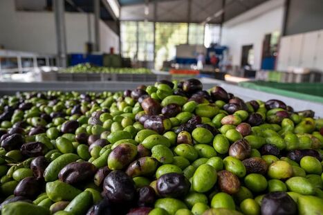 Yeast Study Finds Solution for Olive Mill Wastewater Treatment | OLIVE NEWS | Scoop.it