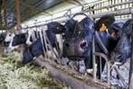 Accroissement du bétail : un facteur pandémique mondial - CIRAD | Biodiversité | Scoop.it