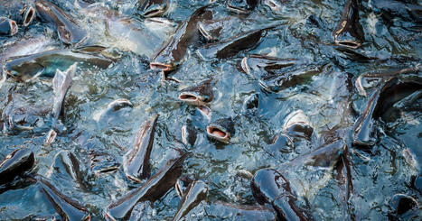 Can &ldquo;ecotechnologies&rdquo; be economically viable alternatives to RAS in AFRICA? | CIHEAM Press Review | Scoop.it