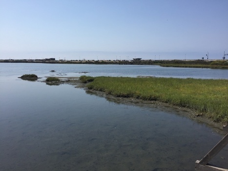 Fund for maintaining Bolsa Chica wetlands is running out of money | Coastal Restoration | Scoop.it