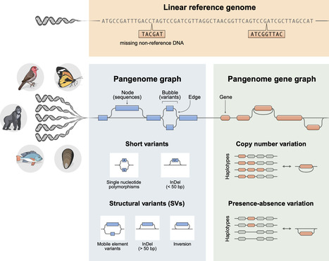 Pangenomes: new tools for ecological and evolutionary genomics | Tin | RMH | Scoop.it