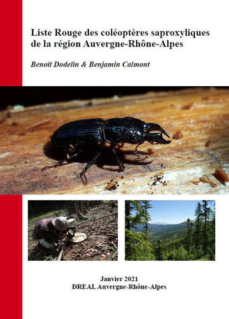 En Auvergne-Rhône-Alpes, 194 espèces de coléoptères saproxyliques sont considérées comme menacées (27 %) et 5 espèces ont vraisemblablement disparu de la région | EntomoNews | Scoop.it