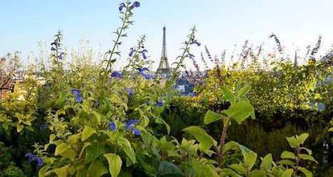 Jeune maison : Sous les fraises | ESPACES VEGETALISES URBAINS | Scoop.it
