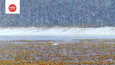 Pekka Poudalta r&auml;nt&auml;varoitus etel&auml;&auml;n, pakkasta koko maahan: "Kovaa vauhtia kohti kes&auml;&auml;" | 1Uutiset - Lukemisen t&auml;hden | Scoop.it