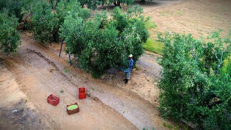 GREECE : Climate Change Threatens Chalkidiki Table Olive Producers, Research Indicates | CIHEAM Press Review | Scoop.it