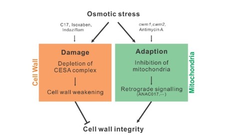 Mitochondrial Defects Confer Tolerance against Cellulose Deficiency | The Plant Cell | Scoop.it