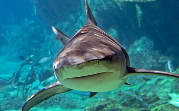Do Sharks Have Culture? Shark species facing extinction | OUR OCEANS NEED US | Scoop.it