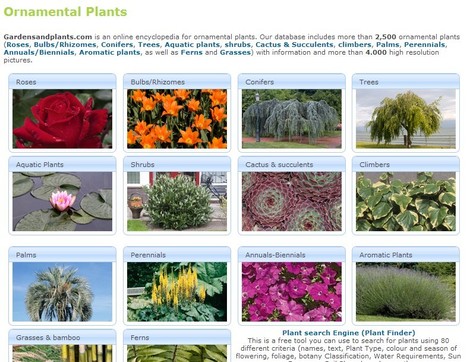 Ornamental Plants - Garden Plants | Hobby, LifeStyle and much more... (multilingual: EN, FR, DE) | Scoop.it