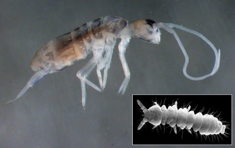Nouveau record de profondeur pour des créatures terrestres | EntomoNews | Scoop.it