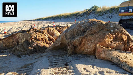 Shire of Waroona wants WA government to pay for whale carcass removal after 'significant' bill - ABC News | Soggy Science | Scoop.it