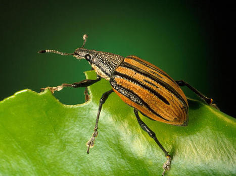 The GIASIPartnership Gateway | Invasive Alien Species Information Services | Biodiversité | Scoop.it
