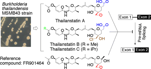 Genomics-Guided Discovery of Thailanstatins A, B, and C As Pre-mRNA Splicing Inhibitors and Antiproliferative Agents from Burkholderia thailandensis MSMB43 | Natural Products Chemistry Breaking News | Scoop.it
