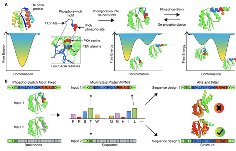 De novo design of phosphorylation-induced prote...
