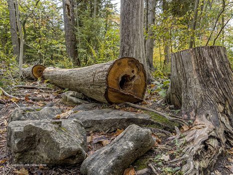 Crawford Lake Compositions | Mirrorless Cameras | Scoop.it
