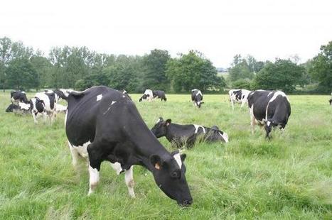Produire 6 milliards de litres de lait en Bretagne en 2020 | Actualités de l'élevage | Scoop.it
