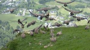 Équarrissage dans les Pyrénées : les vautours au secours des bergers | Les oiseaux au gré du vent | Scoop.it