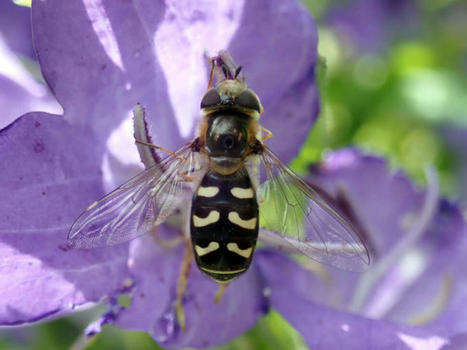 Enrayer le déclin des pollinisateurs | Biodiversité | Scoop.it